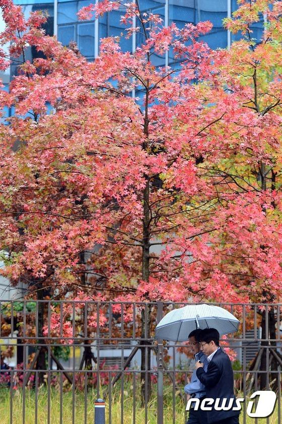 韩国首尔地区迎来秋雨 枫叶美景秋意更浓【组图】