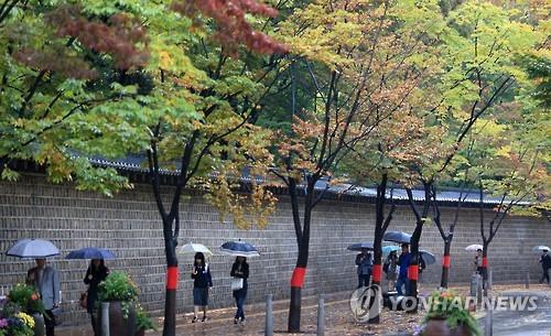 韩国首尔地区迎来秋雨 枫叶美景秋意更浓【组图】