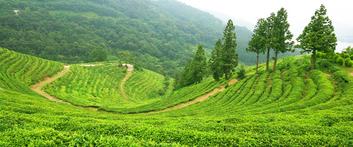绿茶控不可错过的旅行地——韩国全罗南道宝城【组图】