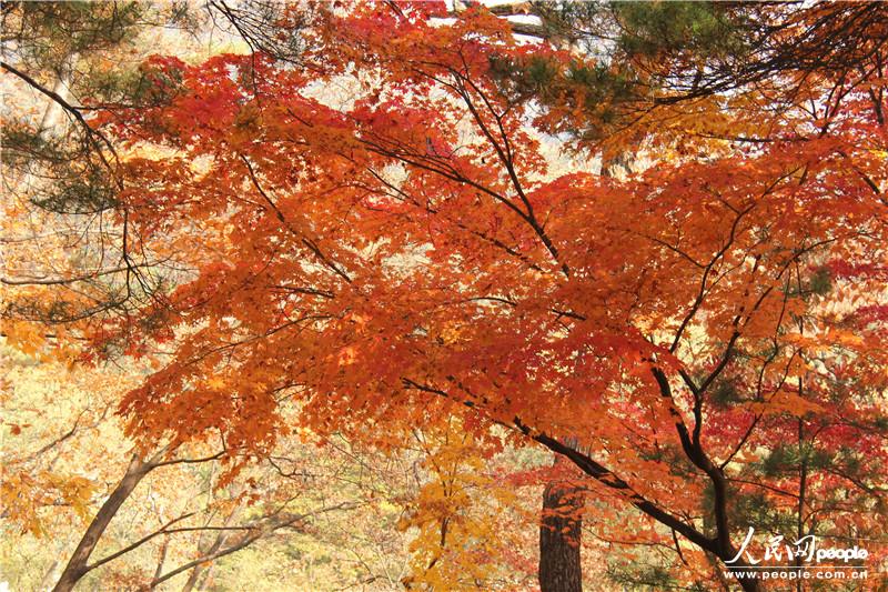 走进朝鲜妙香山-普贤寺-高丽成均馆（组图）