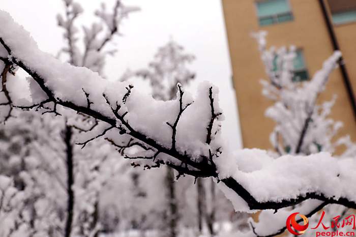 2015年首尔第一场大雪 比往年来得晚一些【组图】