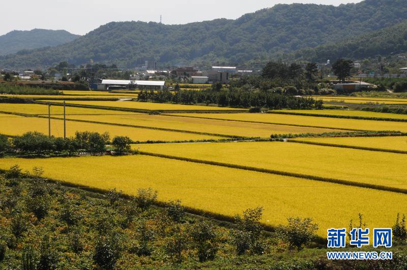 金秋时节的韩国庆尚北道。新华社记者冮冶摄