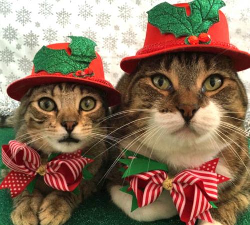 圣诞装扮引关注 韩国网友热议“网红猫”【组图】