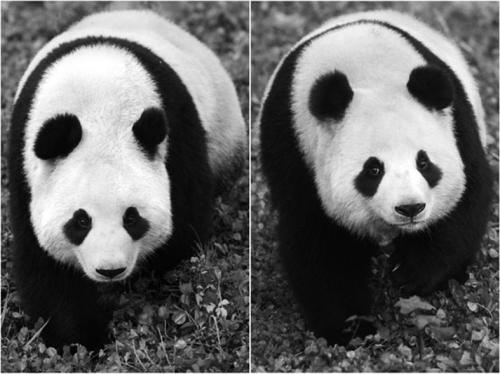 中国即将租借给韩国的大熊猫，左边为雄性。