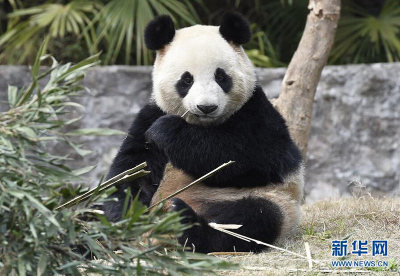 大熊猫“园欣”“华妮”将“旅居”韩国