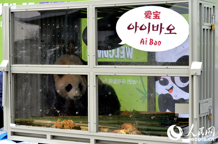 “友好使者”大熊猫时隔二十二年再次访韩【组图】