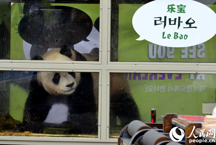 大熊猫“乐宝” 夏雪 摄