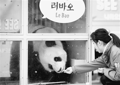 图为3月3日，在韩国仁川国际机场，兽医在为大熊猫“乐宝”喂食。　　新华社记者　姚琪琳摄