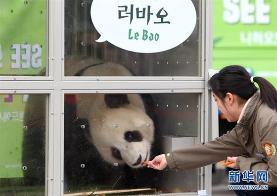 3月3日，在韩国仁川国际机场，兽医在为大熊猫“乐宝”喂食。