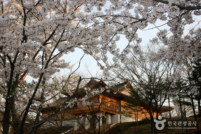 汝矣岛的樱花(图片由韩国旅游发展局提供)