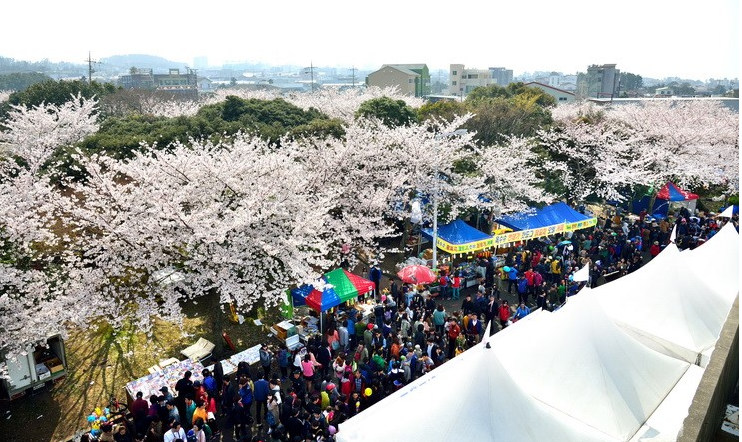 济州岛大樱花节 （图片来自网络）