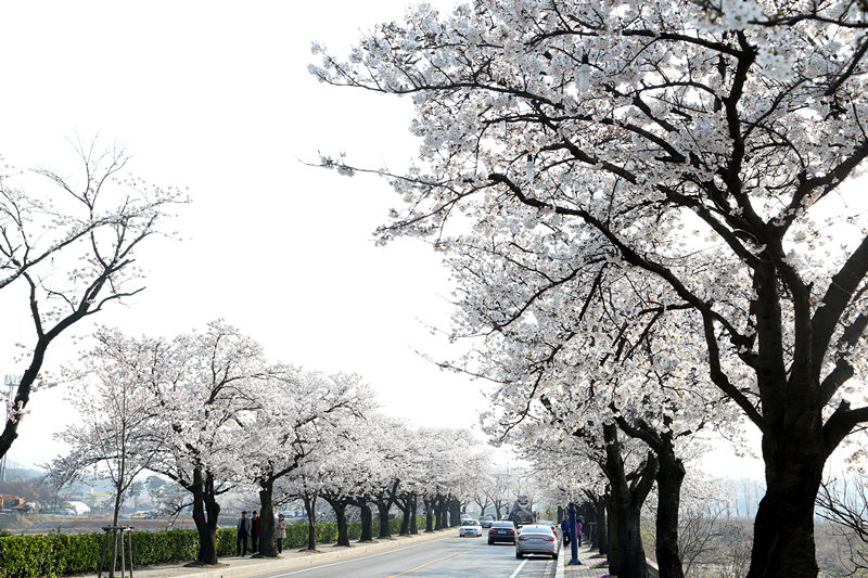 3月樱花来袭 带你去看韩国最美樱花【组图】