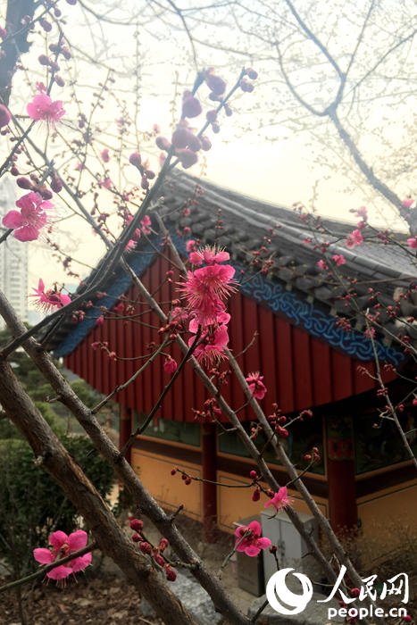 韩国的春天从奉恩寺赏梅开始 