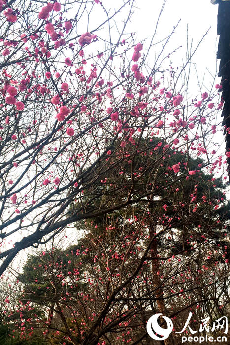 韩国的春天从奉恩寺赏梅开始 