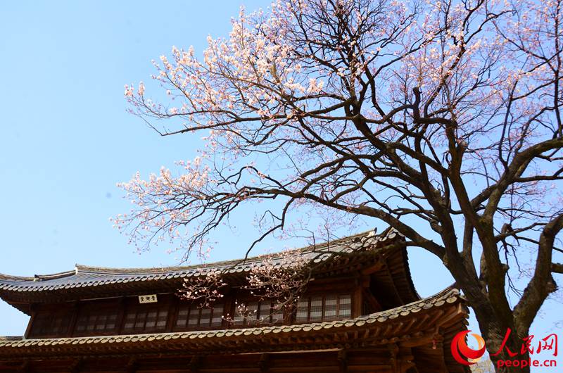韩国春天的赏花胜地——德寿宫