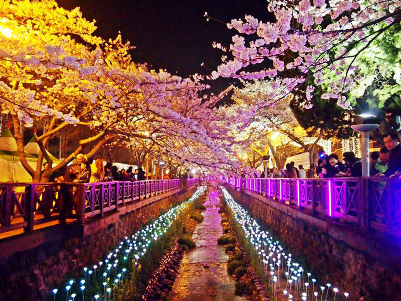 韩国最知名的赏樱地夜景（网页截图）