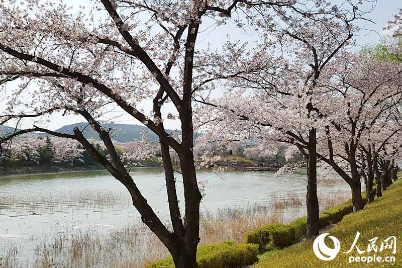春日里的韩国庆州：千年古都 烂漫樱花【组图】
