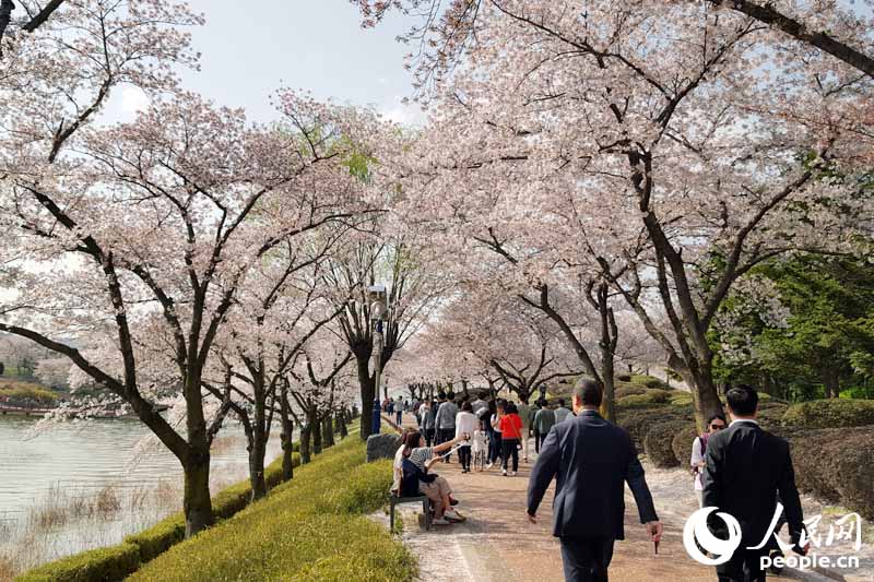 春日里的韩国庆州：千年古都 烂漫樱花【组图】