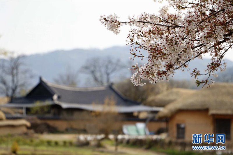 探访世界文化遗产：韩国安东河回村【组图】