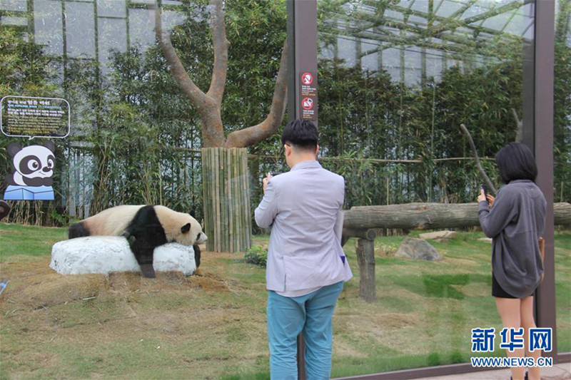 探访“熊猫夫妇”在韩国的高科技新家【组图】