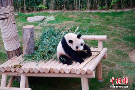 探访旅韩大熊猫“爱宝”“乐宝”的新家