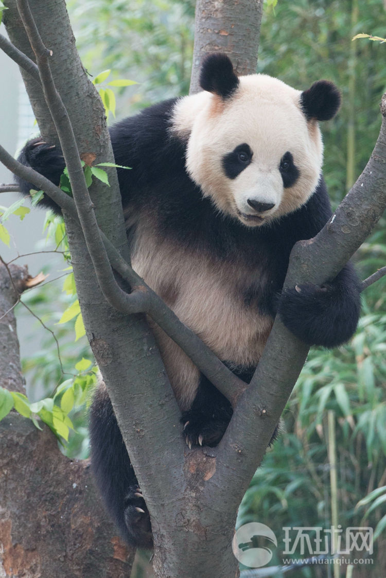 中国熊猫亮相韩国 三星爱宝乐园“熊猫世界”迎公众开放日【组图】