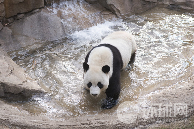 中国熊猫亮相韩国 三星爱宝乐园“熊猫世界”迎公众开放日【组图】