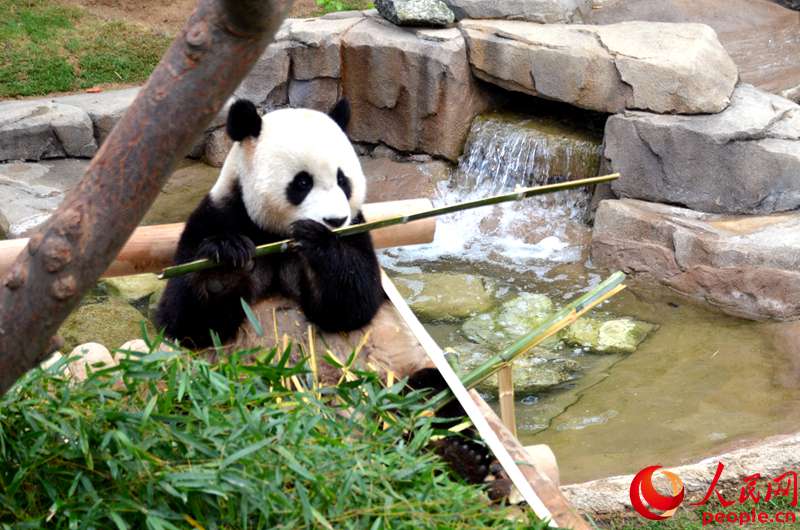 中国大熊猫“爱宝”、“乐宝”在韩国爱宝乐园首次与公众见面。夏雪摄