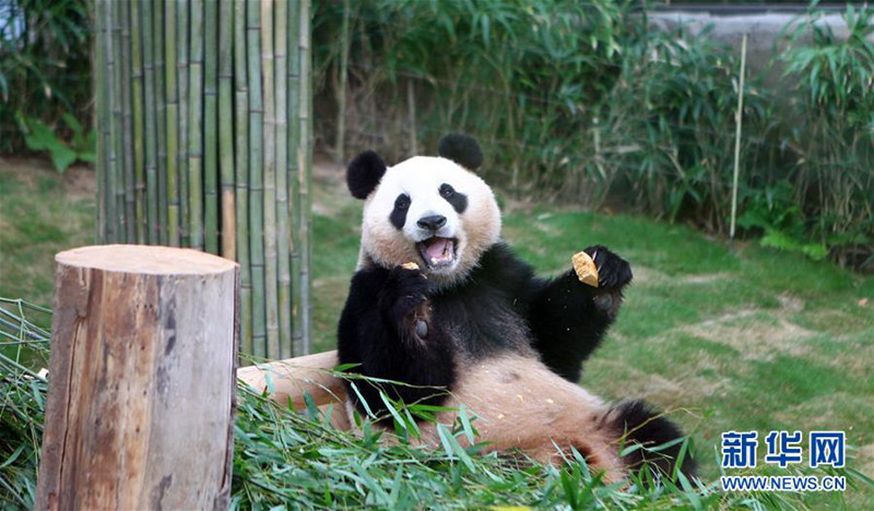 4月21日，在韩国京畿道龙仁市，大熊猫“爱宝”在爱宝乐园享用竹子。记者 姚琪琳 摄