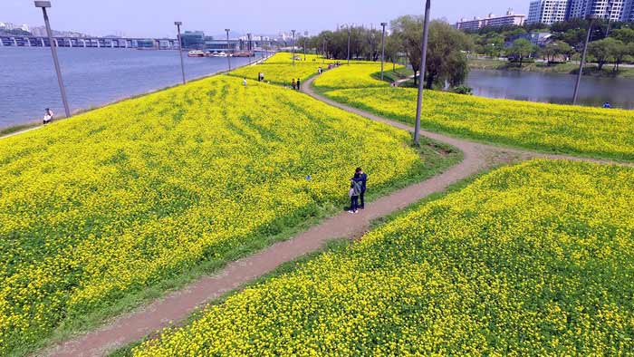 韩国汉江边油菜花盛开 市民拍照散步享受黄色浪漫（组图）