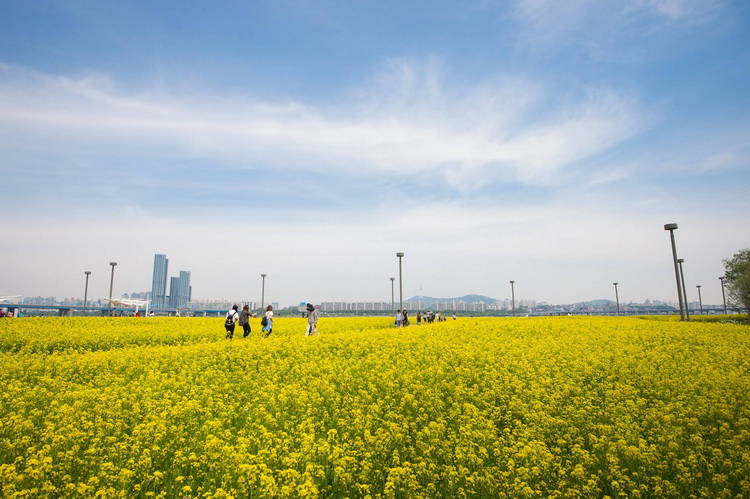 韩国汉江边油菜花盛开 市民拍照散步享受黄色浪漫（组图）
