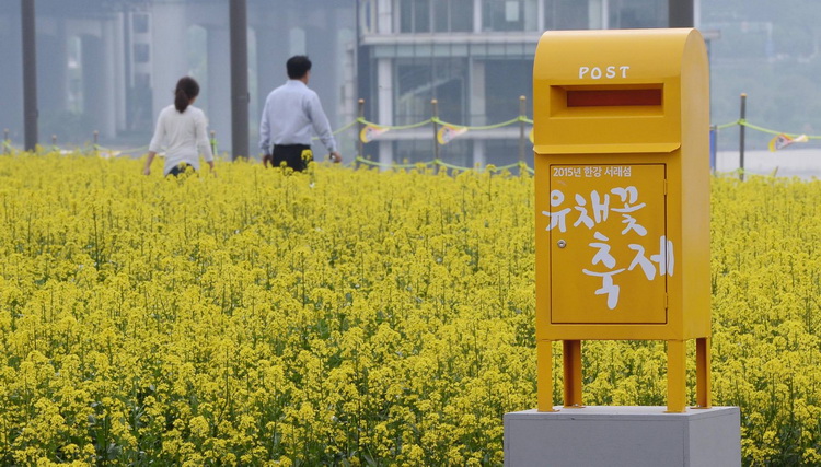 韩国汉江边油菜花盛开 市民拍照散步享受黄色浪漫（组图）