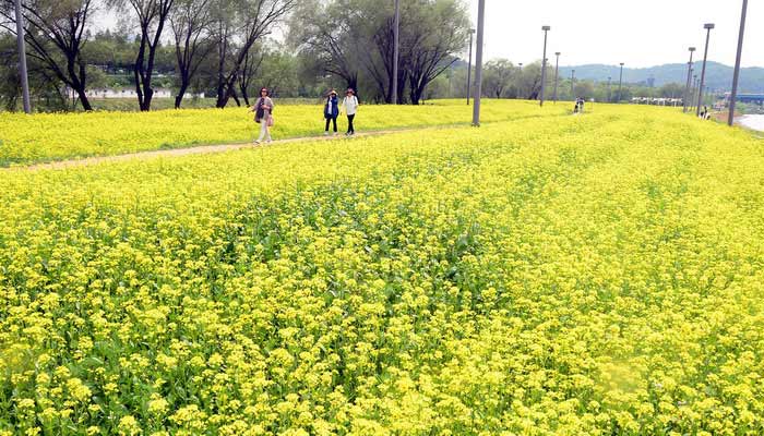 韩国汉江边油菜花盛开 市民拍照散步享受黄色浪漫（组图）