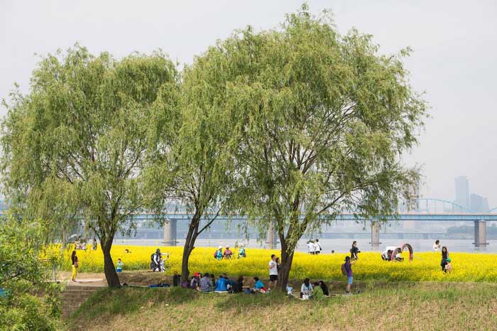 韩国汉江边油菜花盛开 市民拍照散步享受黄色浪漫（组图）