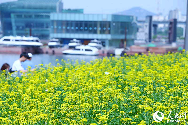 韩国首尔西来岛油菜花节 汉江水畔金色花海美如画【组图】