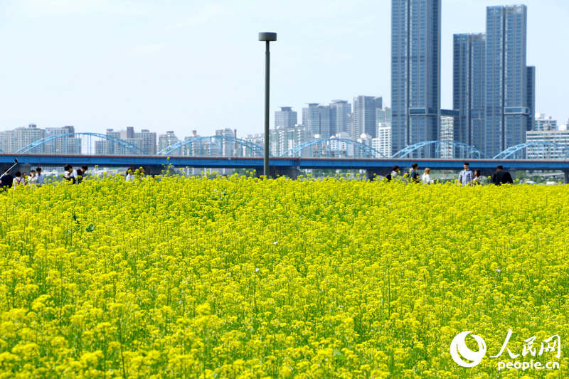 韩国首尔西来岛油菜花节 汉江水畔金色花海美如画【组图】