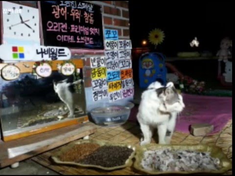 韩流浪猫“表演”吃东西 上万网民守屏等现身（组图）