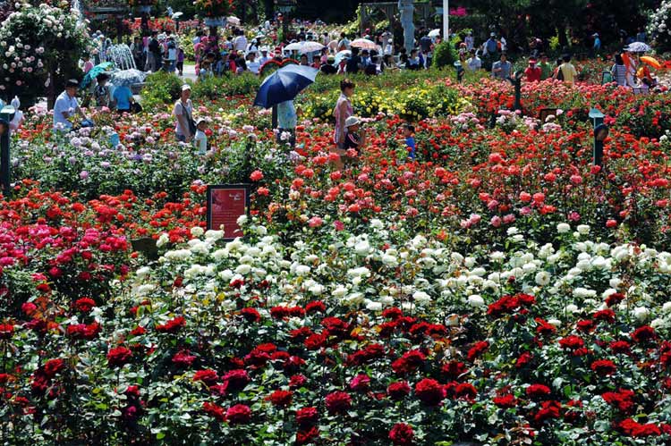 首尔将举办盛大玫瑰花展 千万朵玫瑰争奇斗艳（组图）