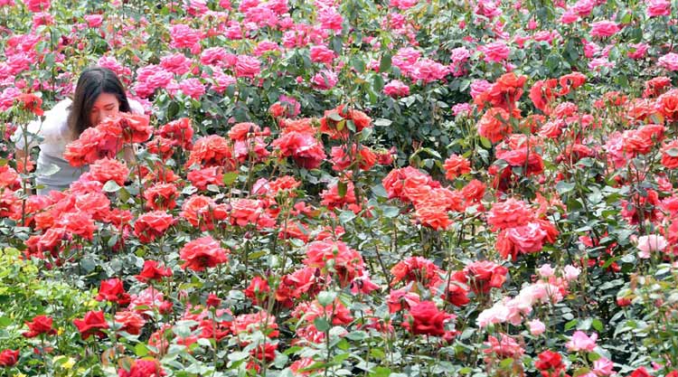 首尔将举办盛大玫瑰花展 千万朵玫瑰争奇斗艳（组图）