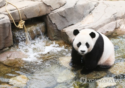 大熊猫戏水消暑。