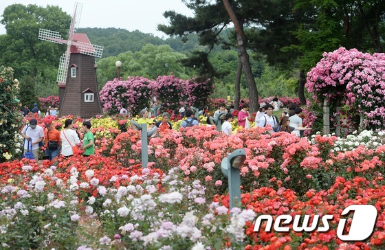 首尔大公园举办玫瑰节庆典 显忠日假期感受玫瑰浪漫情怀【组图】