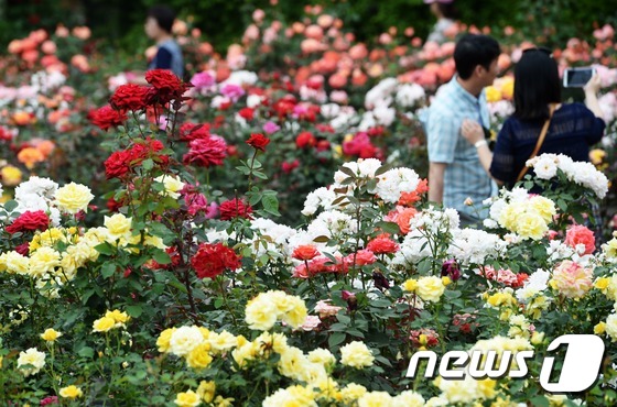 首尔大公园举办玫瑰节庆典 显忠日假期感受玫瑰浪漫情怀【组图】