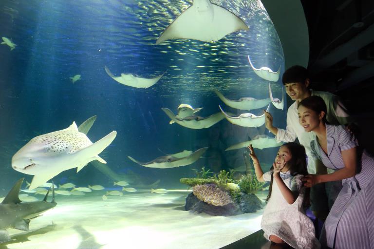 首尔韩华水族馆重新开放 “美人鱼”现身梦幻唯美【组图】