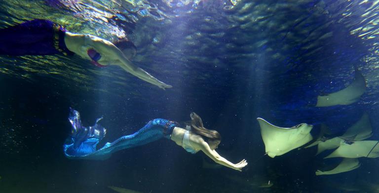 首尔韩华水族馆重新开放 “美人鱼”现身梦幻唯美【组图】