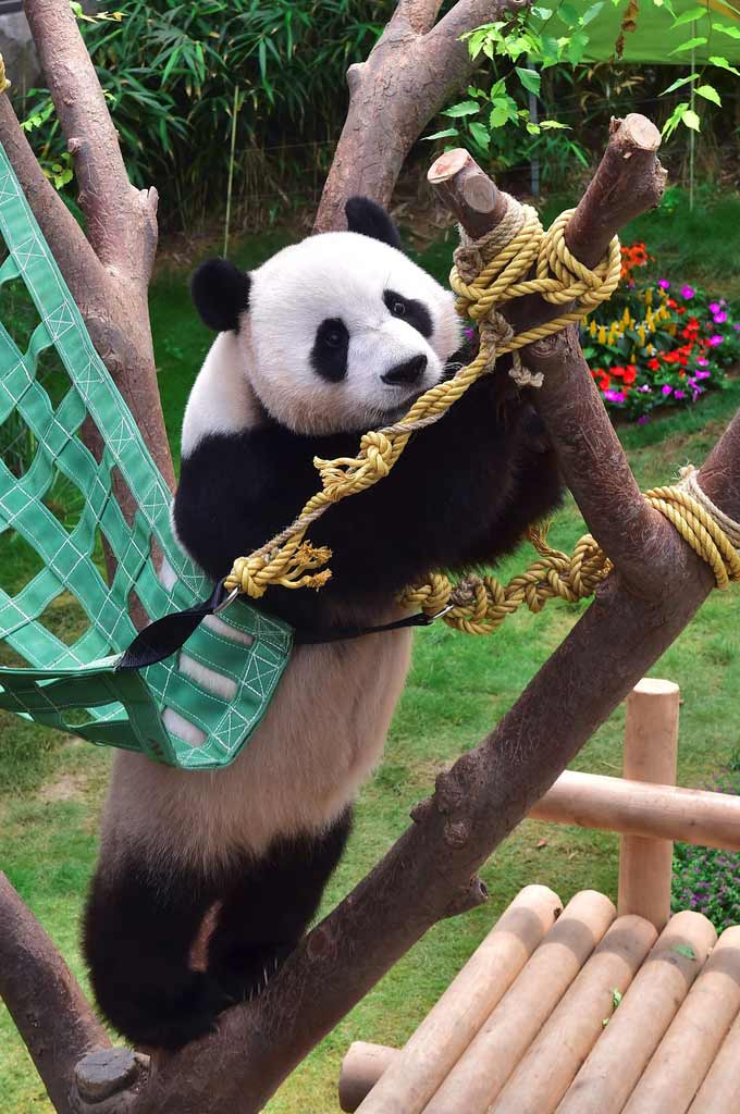 韩国：大熊猫“乐宝”和“爱宝”迎来生日 享冰爽蛋糕（组图）