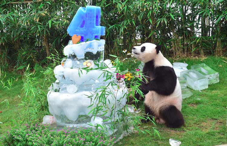 韩国：大熊猫“乐宝”和“爱宝”迎来生日 享冰爽蛋糕（组图）