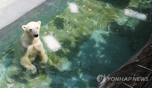 韩国高温不断 北极熊解暑有妙招【组图】