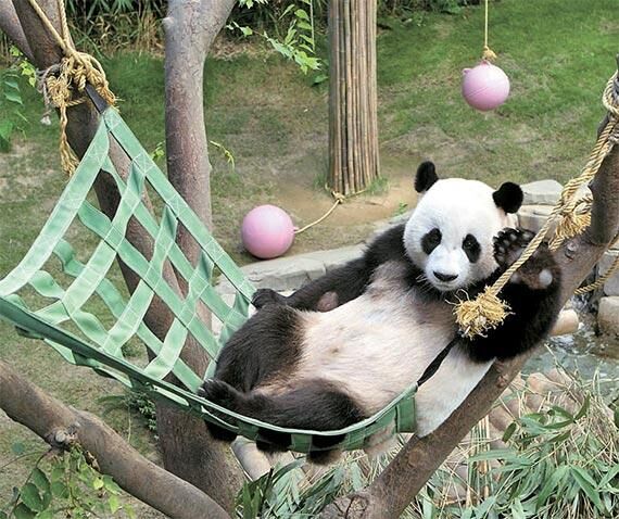 韩国爱宝乐园中国游客激增 两只熊猫“战胜”百余头动物