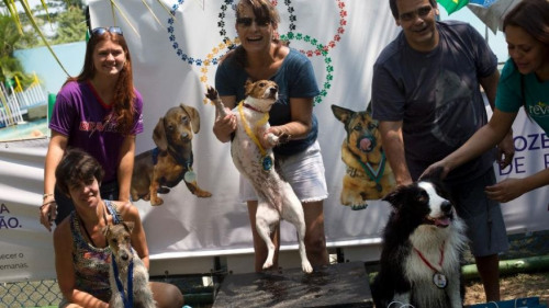 巴西首办狗狗奥运会，在里约举行。（图片来源：美联社）