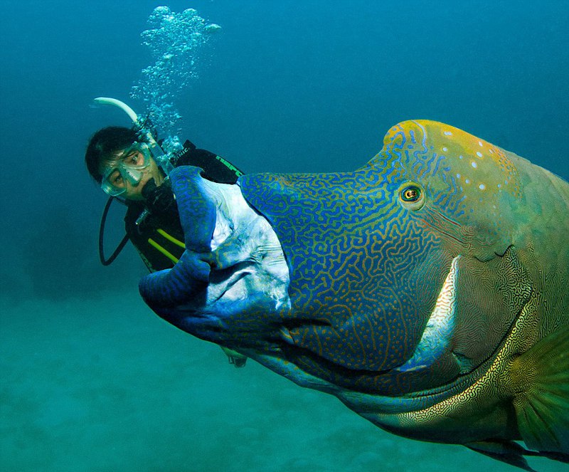 不可思议! 苏眉鱼在大堡礁海底上演“大吞活人”(组图）